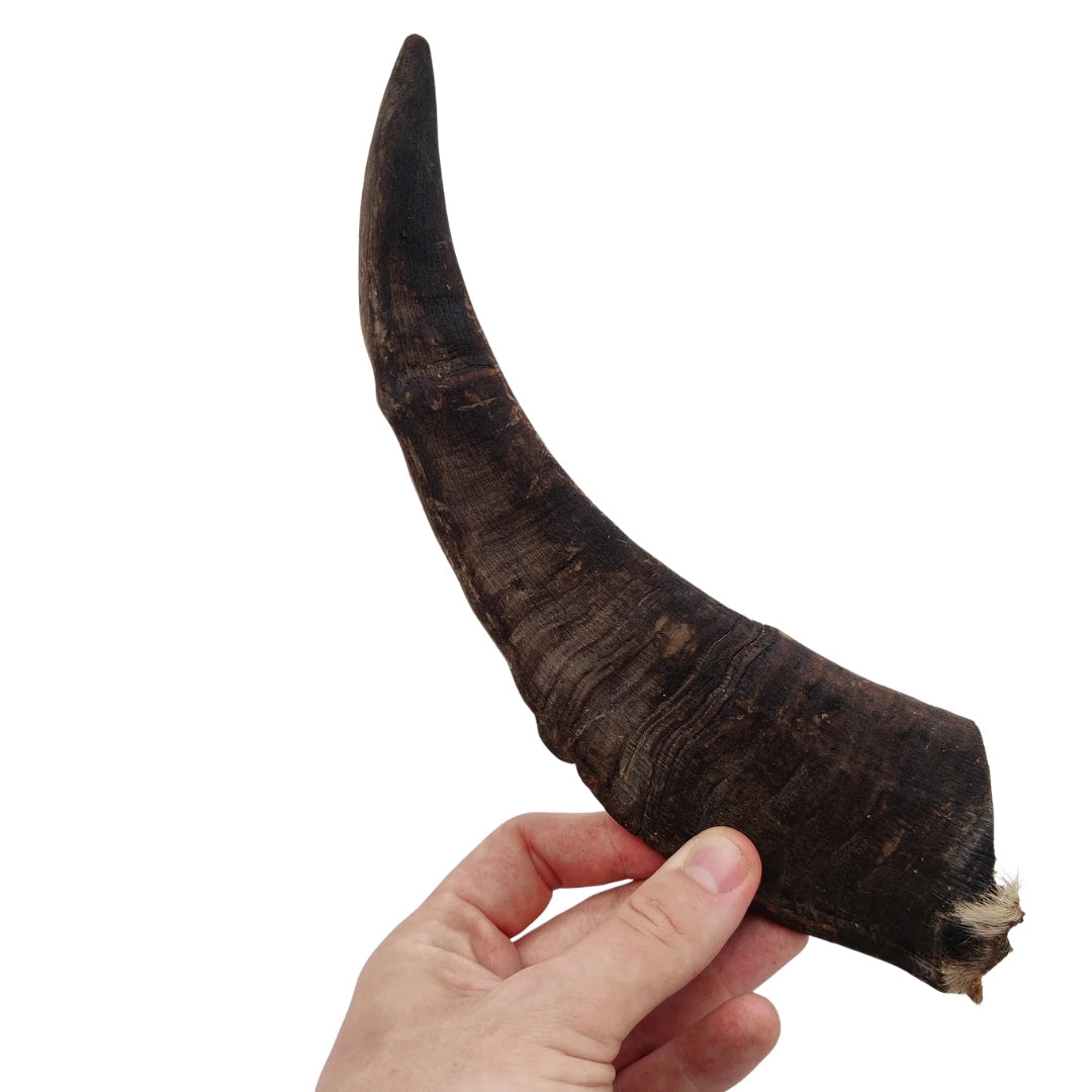 Swedish Goat Horn