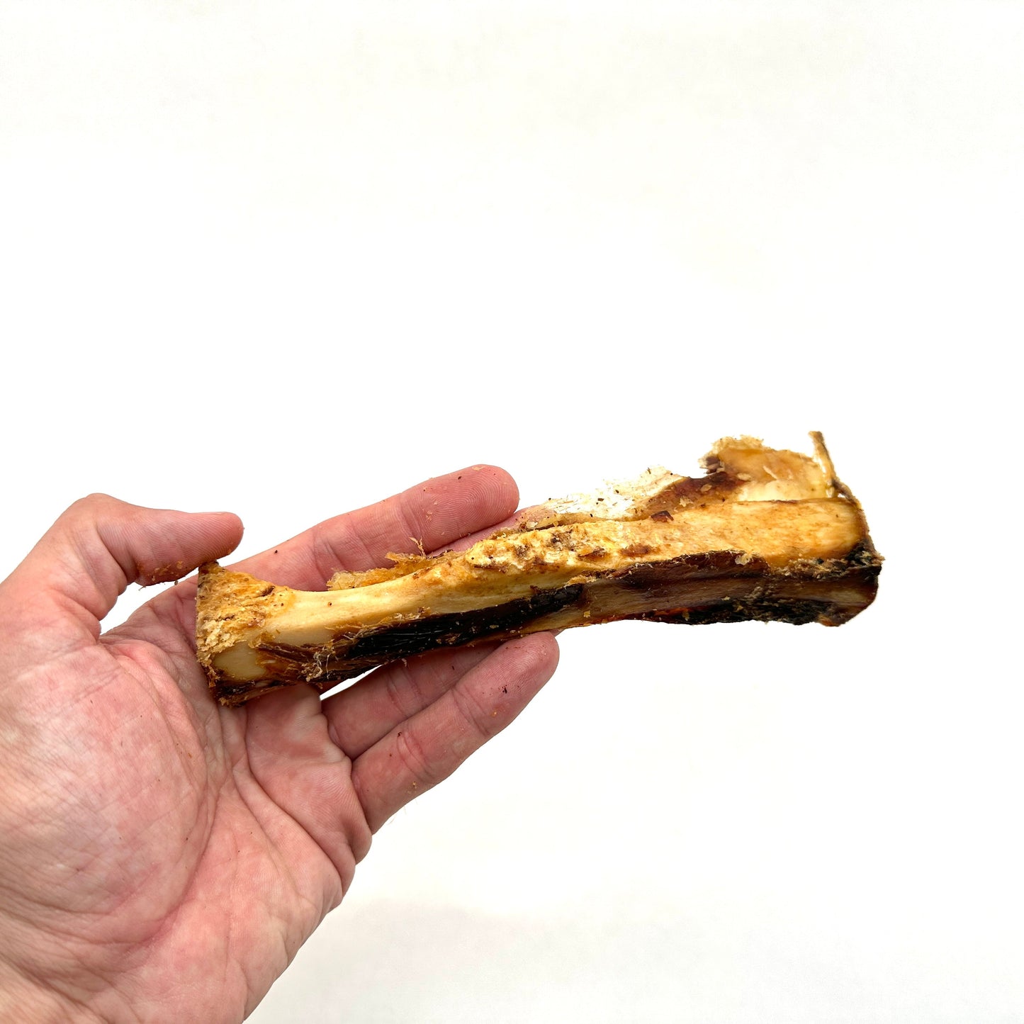 Swedish ox bone (15-20cm)