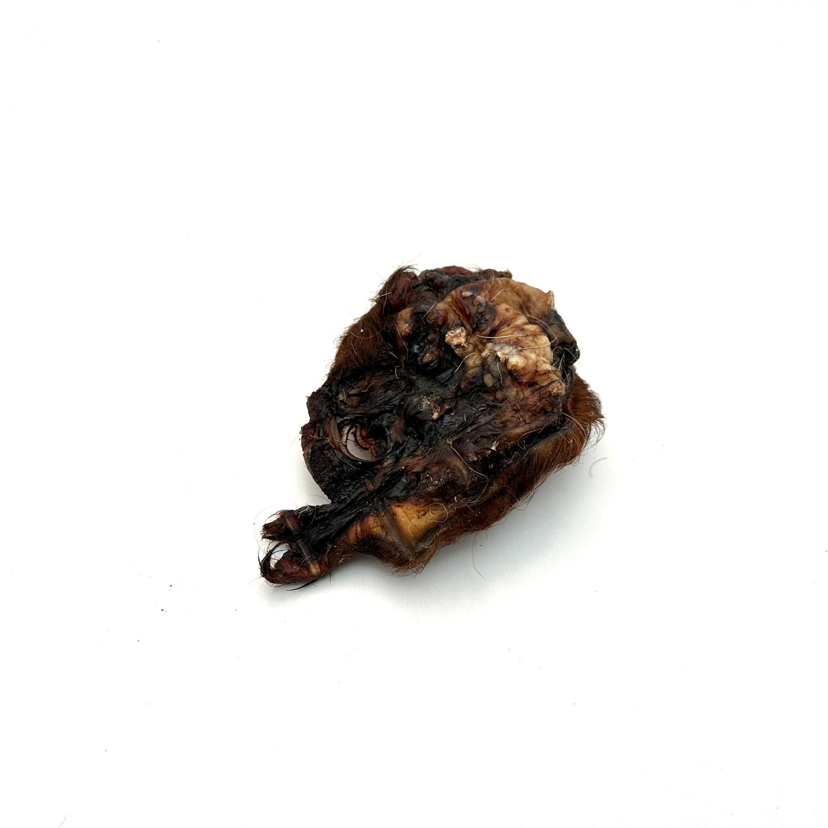 Swedish ox ear snail with fur