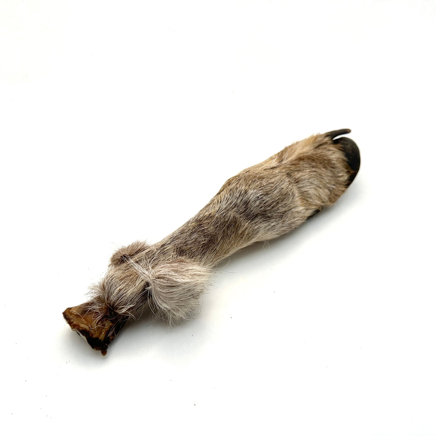 Swedish reindeer bone with fur and hoof