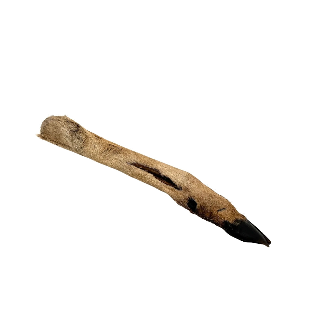 Swedish wild game bone with fur and hoof (Approximately 20-35cm)