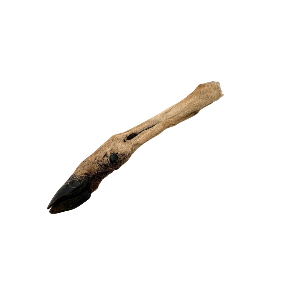 Swedish wild game bone with fur and hoof (Approximately 20-35cm)