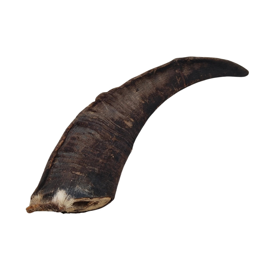 Swedish Goat Horn