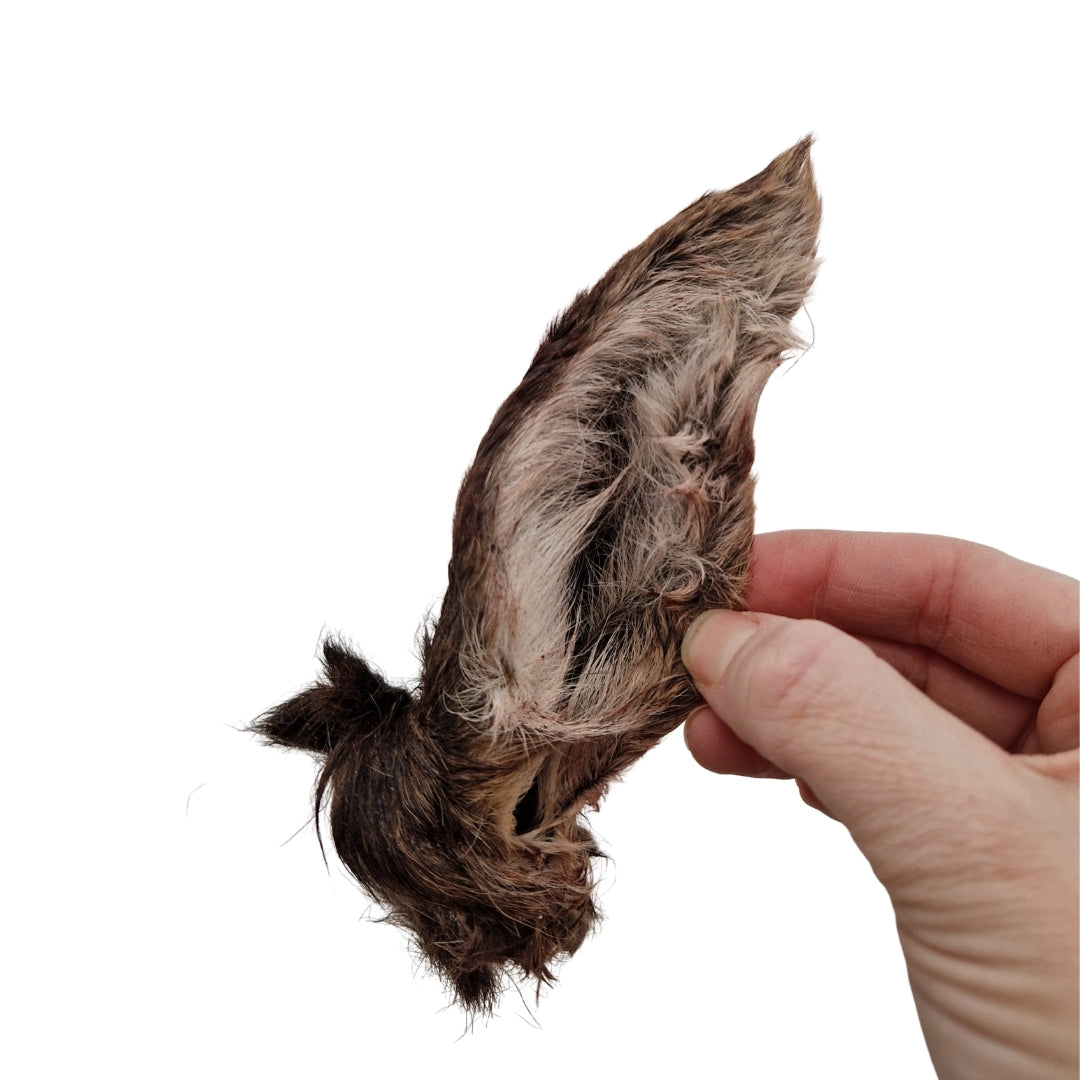 Swedish deer ear with fur