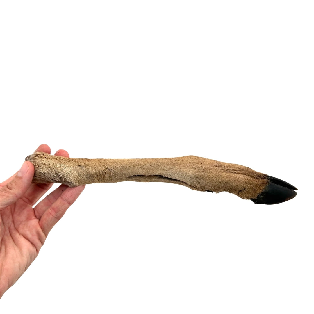 Swedish wild game bone with fur and hoof (Approximately 20-35cm)