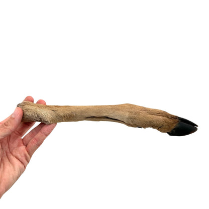 Swedish wild game bone with fur and hoof (Approximately 20-35cm)