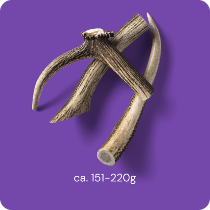 RAUH! - Deer Antler