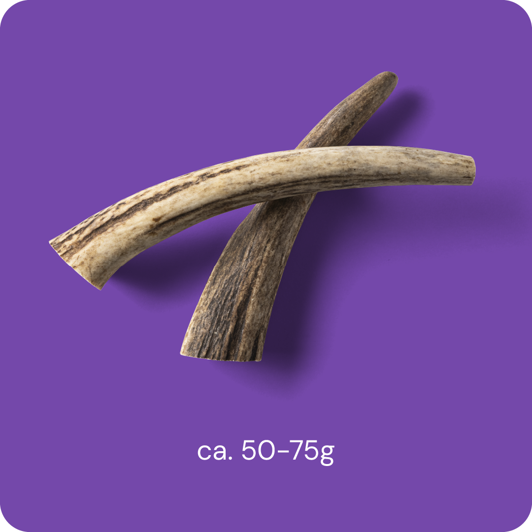RAUH! - Deer Antler