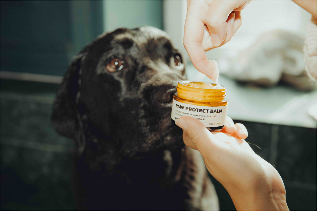 Paw Protect Balm 2-pack - For Dry Paws and Noses