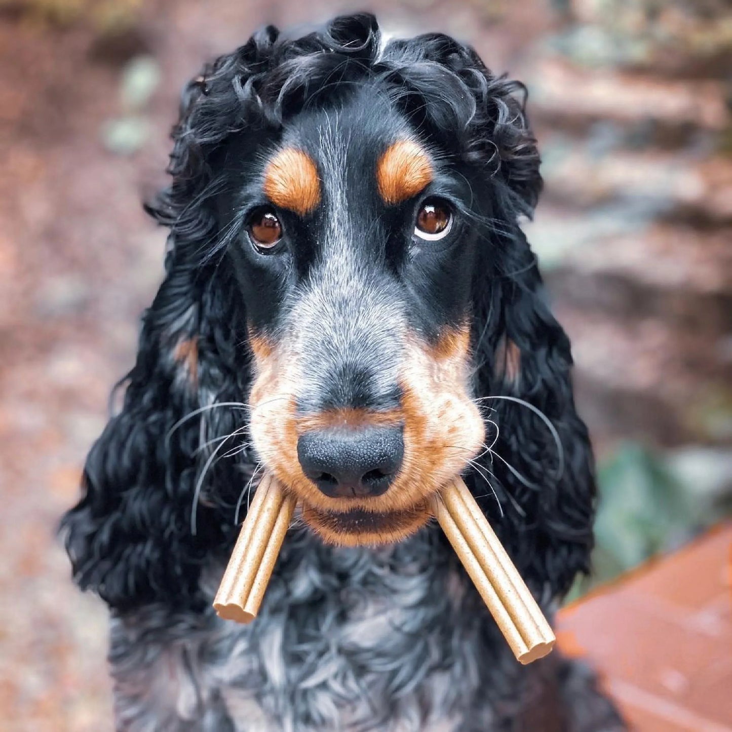 Chew Sticks SENIOR | Banana and Pumpkin (4-pack)