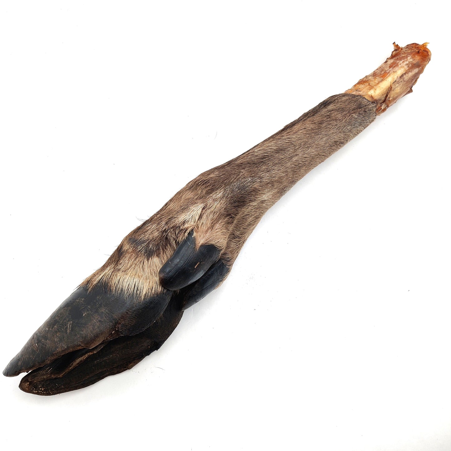 Swedish moose leg with fur and hoof