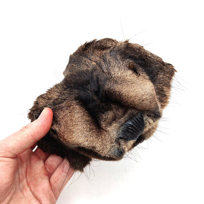 Swedish moose nose