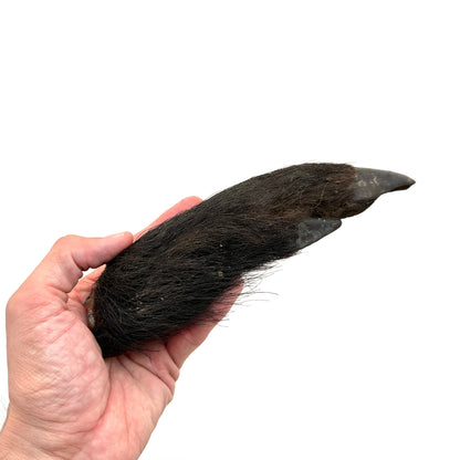 Swedish split wild boar trotter with skin and hoof