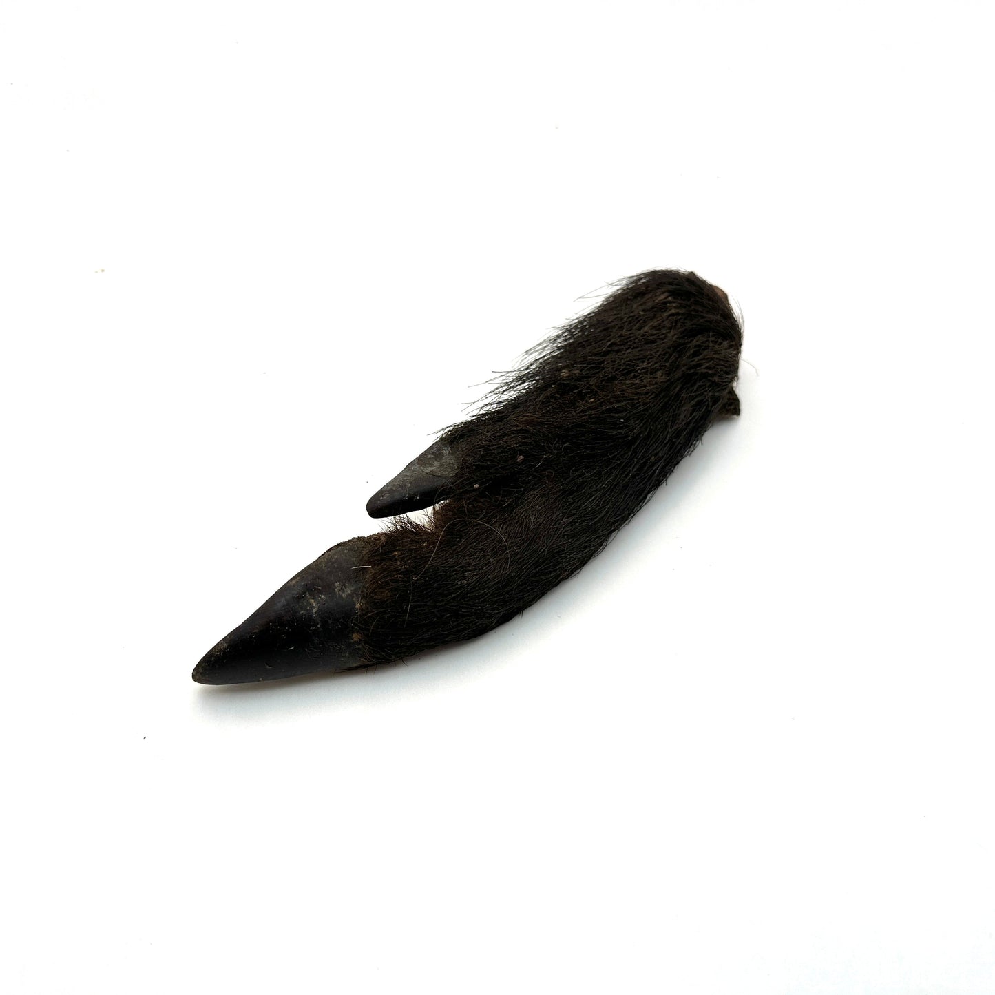 Swedish split wild boar trotter with skin and hoof