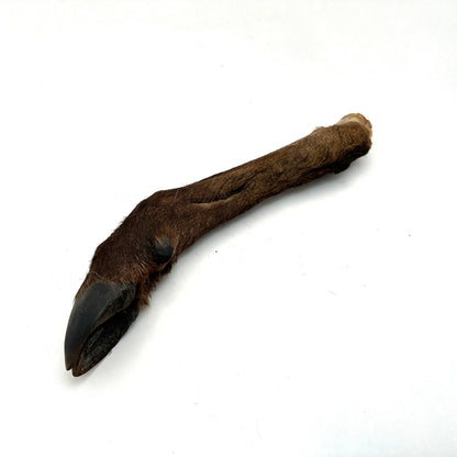 Swedish deer leg with fur and hoof (approximately 35-45cm)