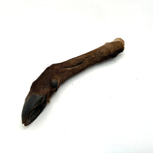Swedish deer leg with fur and hoof (approximately 35-45cm)