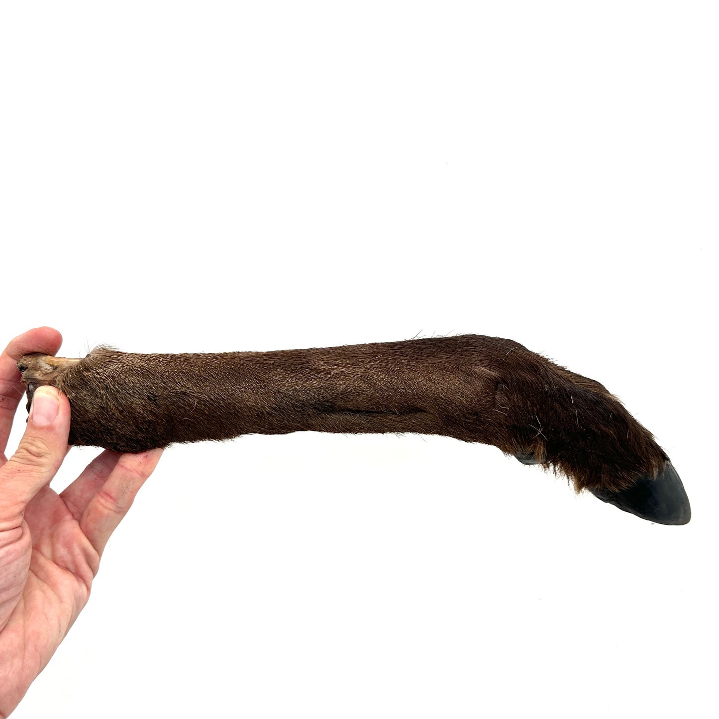 Swedish deer leg with fur and hoof (approximately 35-45cm)