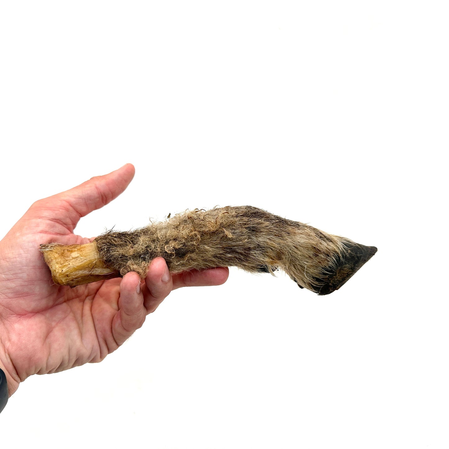 Swedish lamb legs with fur and hoof