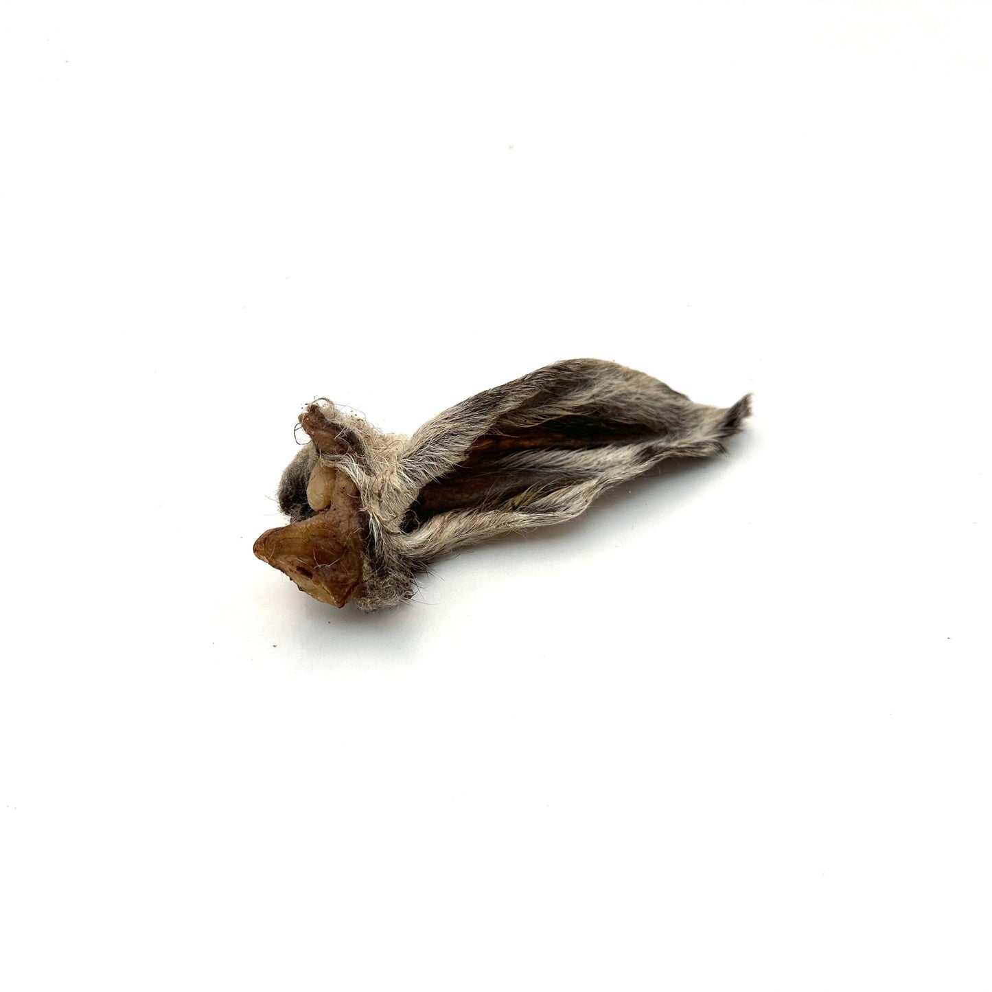Swedish lamb's ear with fur
