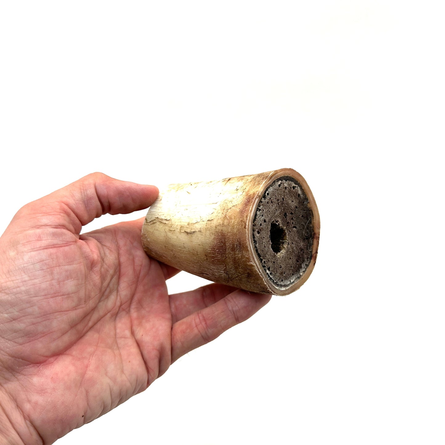 Swedish ox horn split