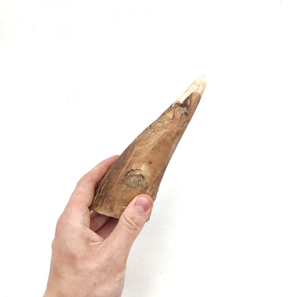 Swedish ox horn