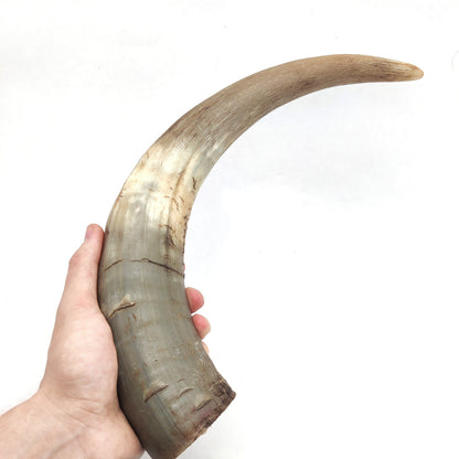 Swedish ox horn