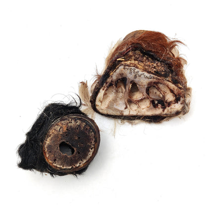 Swedish ox horn with root, divided (1kg)