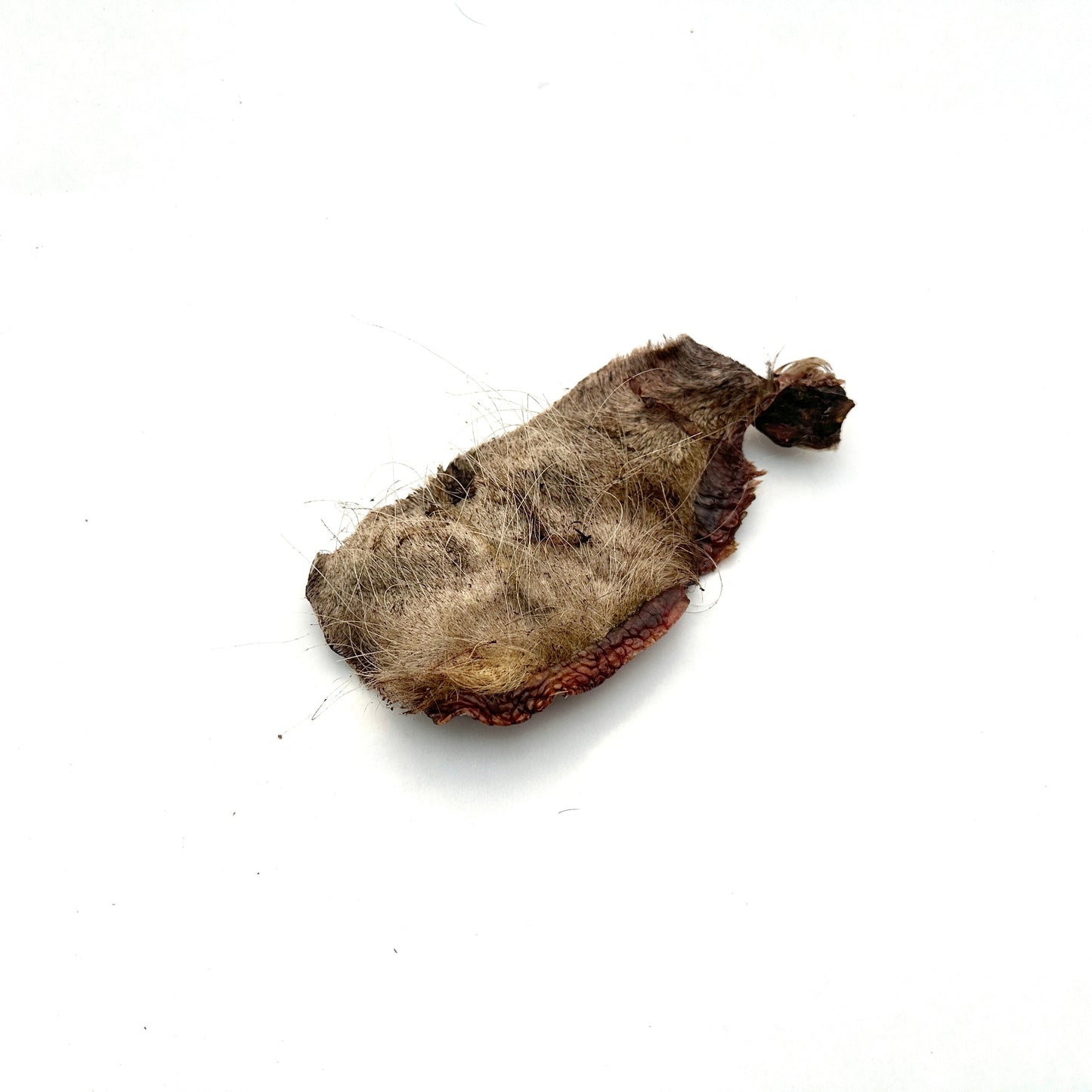 Swedish oxtail with fur