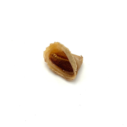 Swedish ox claw mini