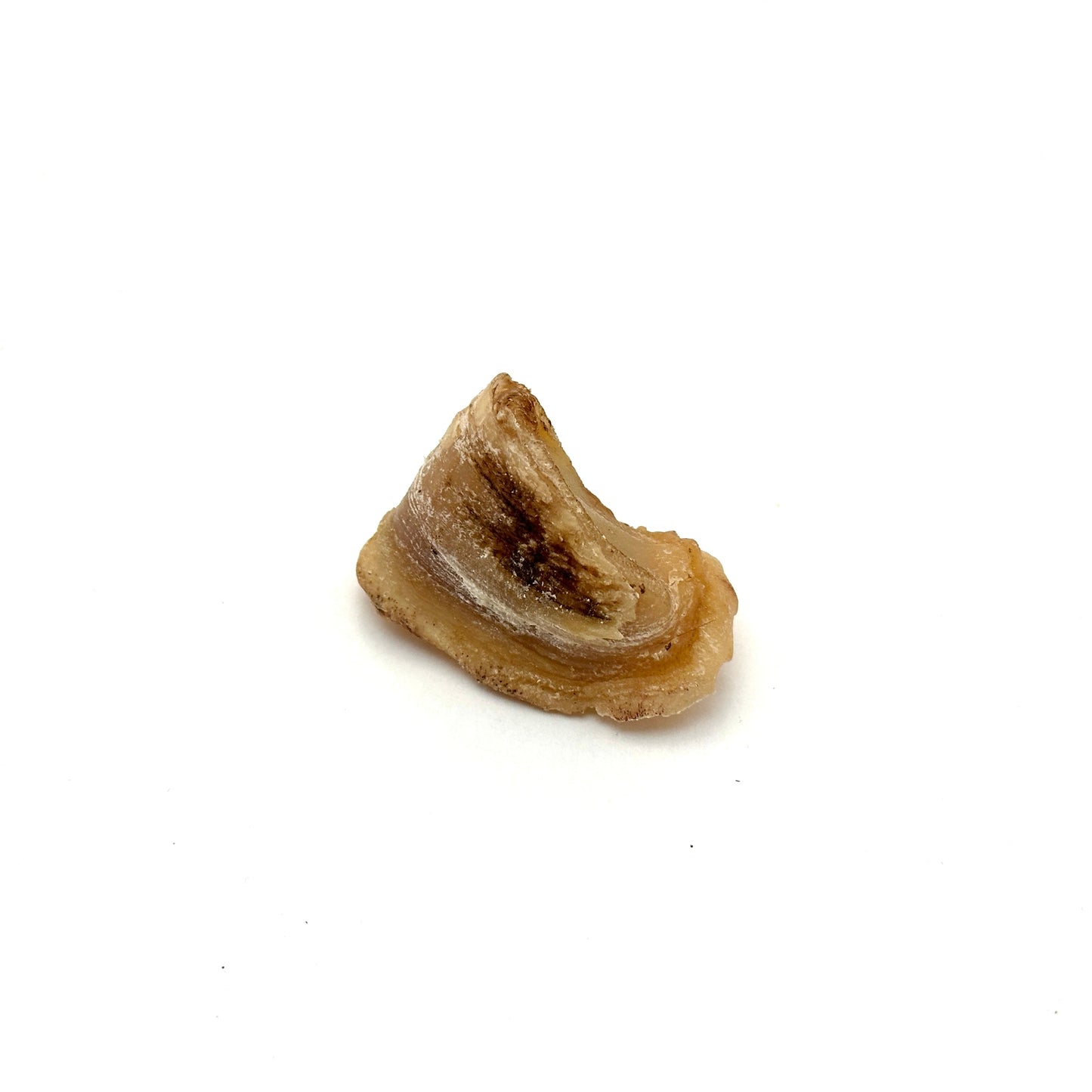 Swedish ox claw mini
