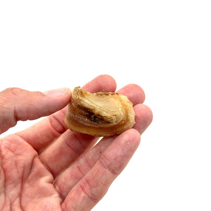 Swedish ox claw mini