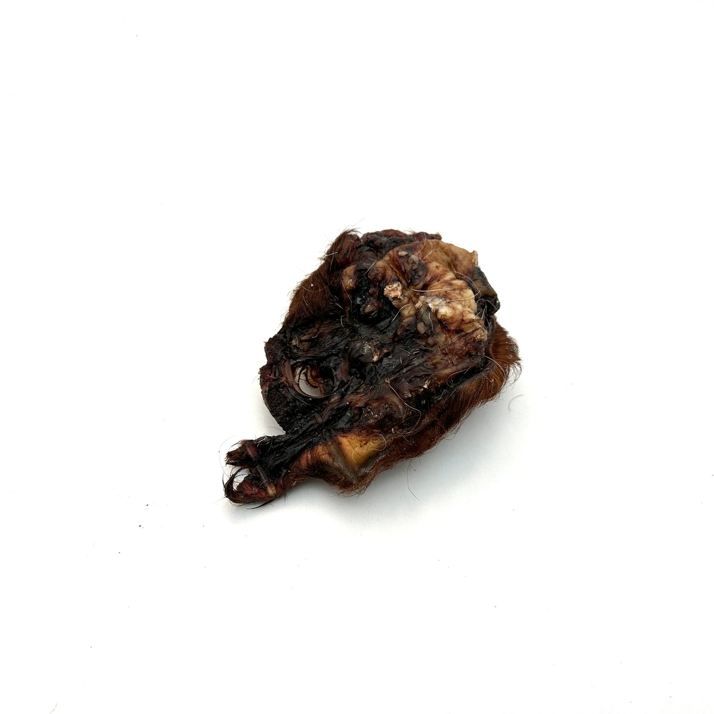 Swedish ox ear snail with fur