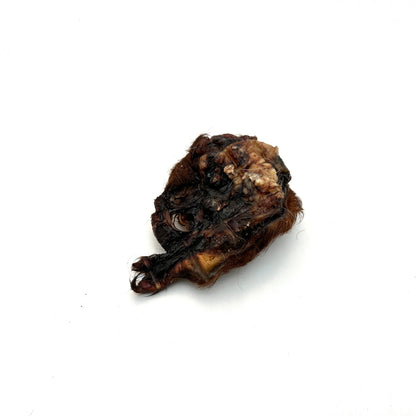 Swedish ox ear snail with fur