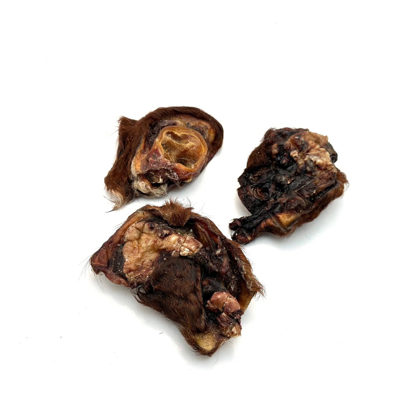 Swedish ox ear snail with fur