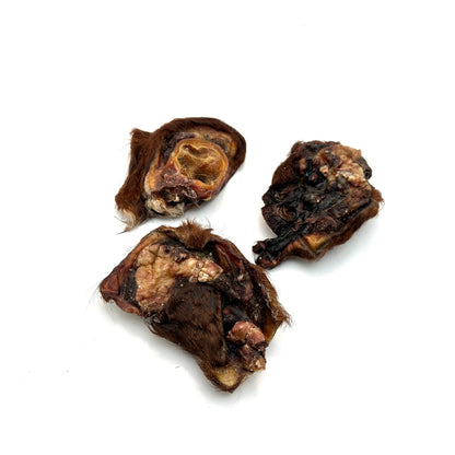 Swedish ox ear snail with fur
