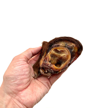 Swedish ox ear snail with fur
