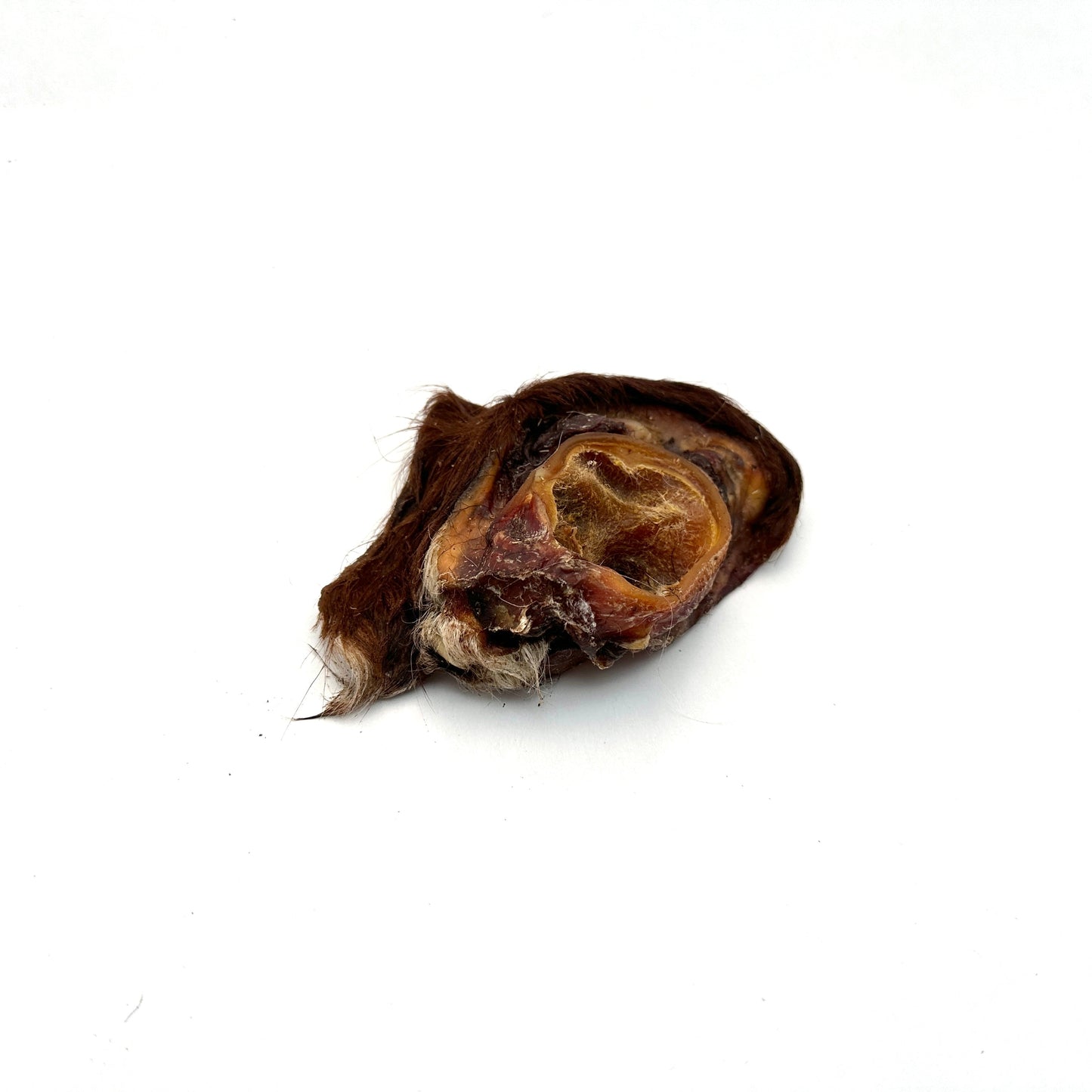Swedish ox ear snail with fur