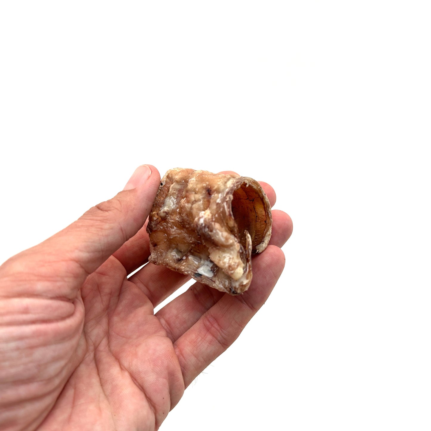 Swedish beef esophagus in pieces (150g)