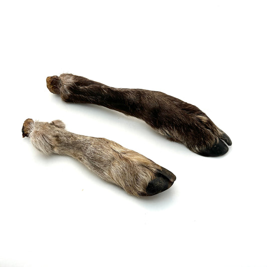 Swedish reindeer bone with fur and hoof