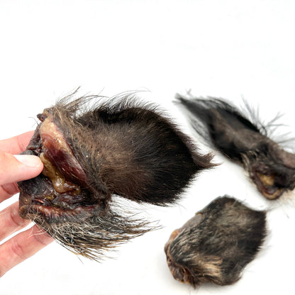 Swedish wild boar ear with fur (500g)