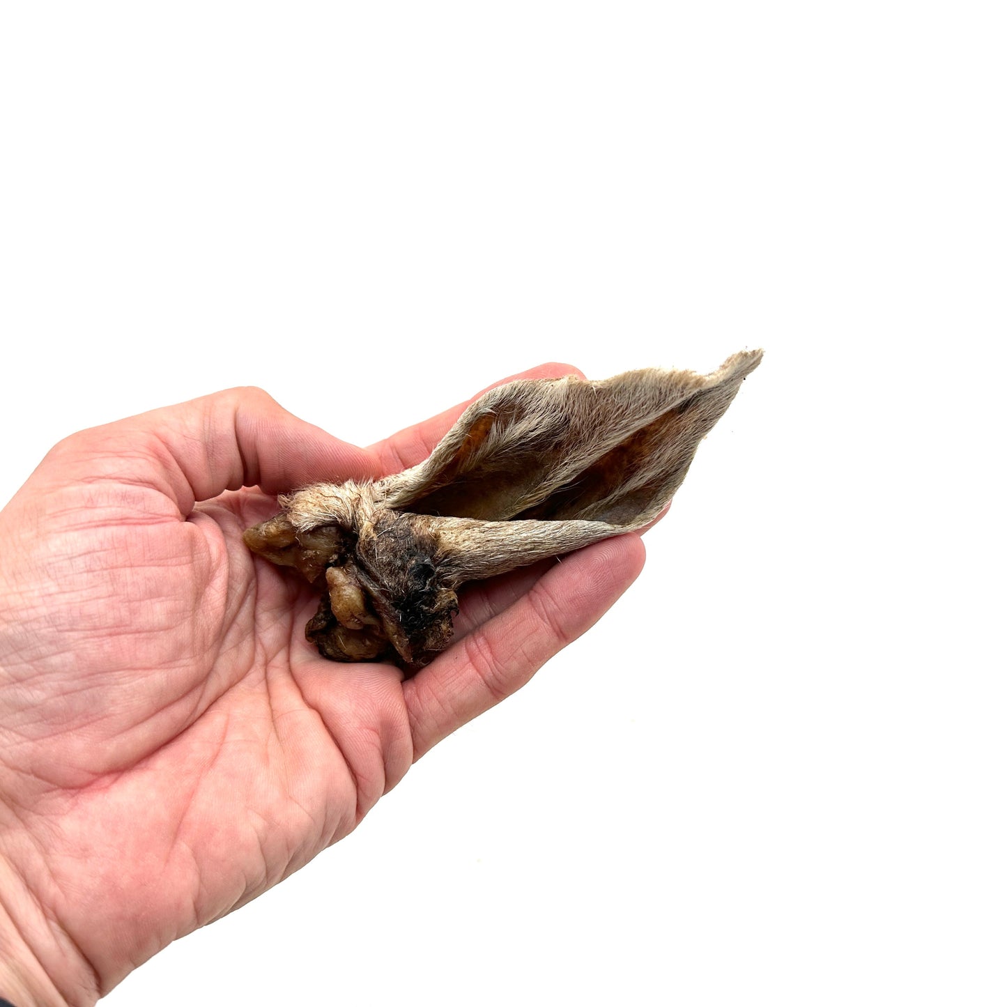 Swedish lamb's ear with fur
