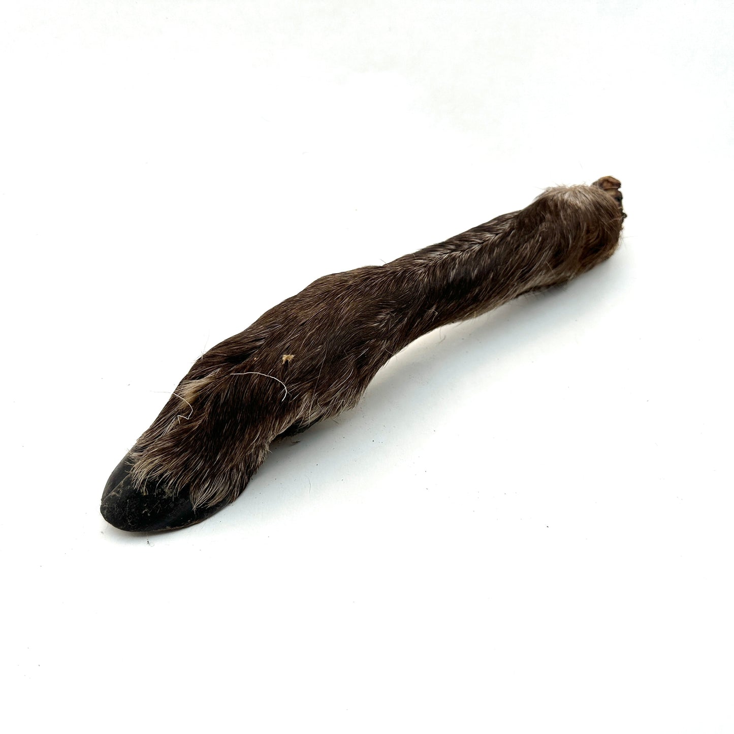 Swedish reindeer bone with fur and hoof