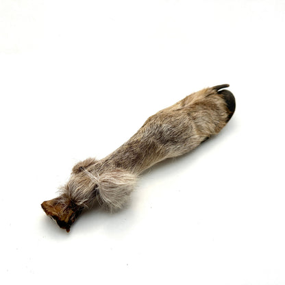 Swedish reindeer bone with fur and hoof