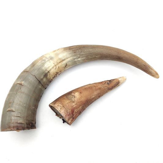 Swedish ox horn