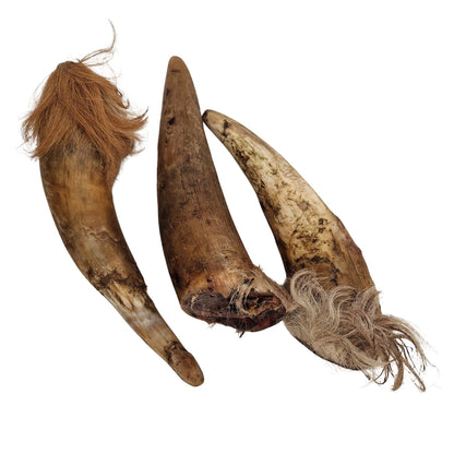 Swedish ox horn with fur