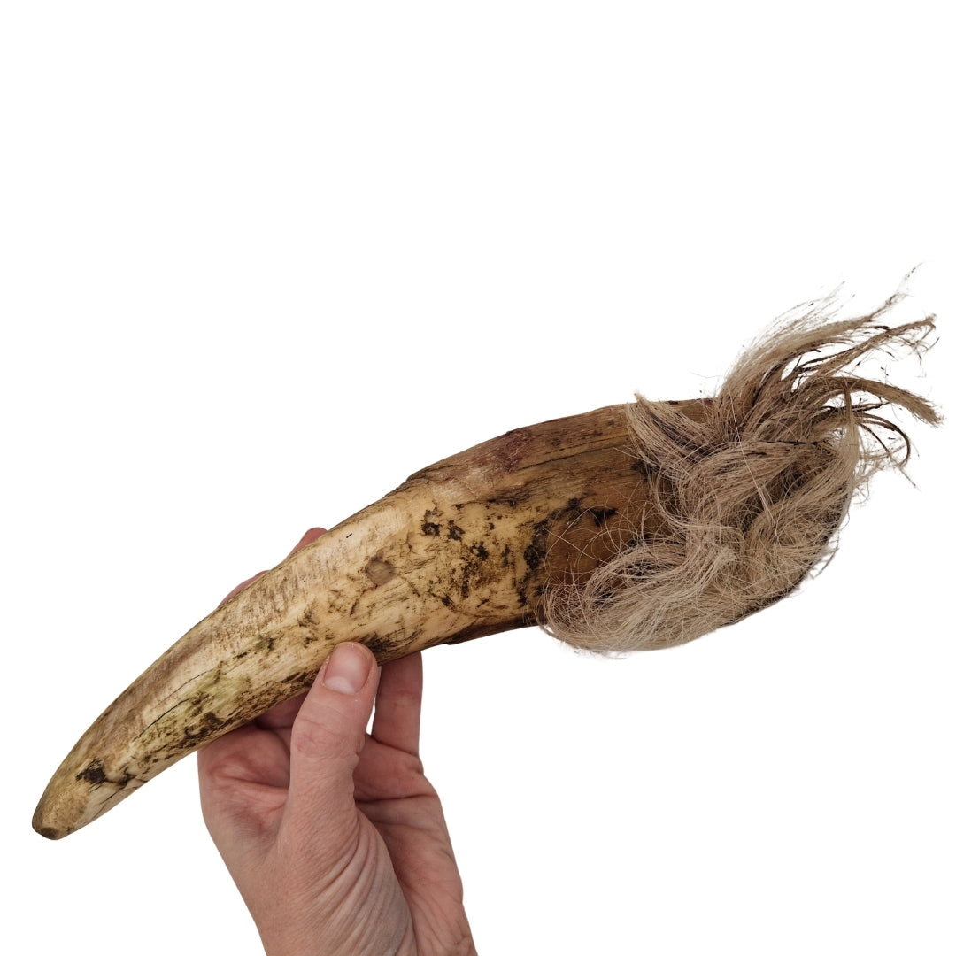 Swedish ox horn with fur