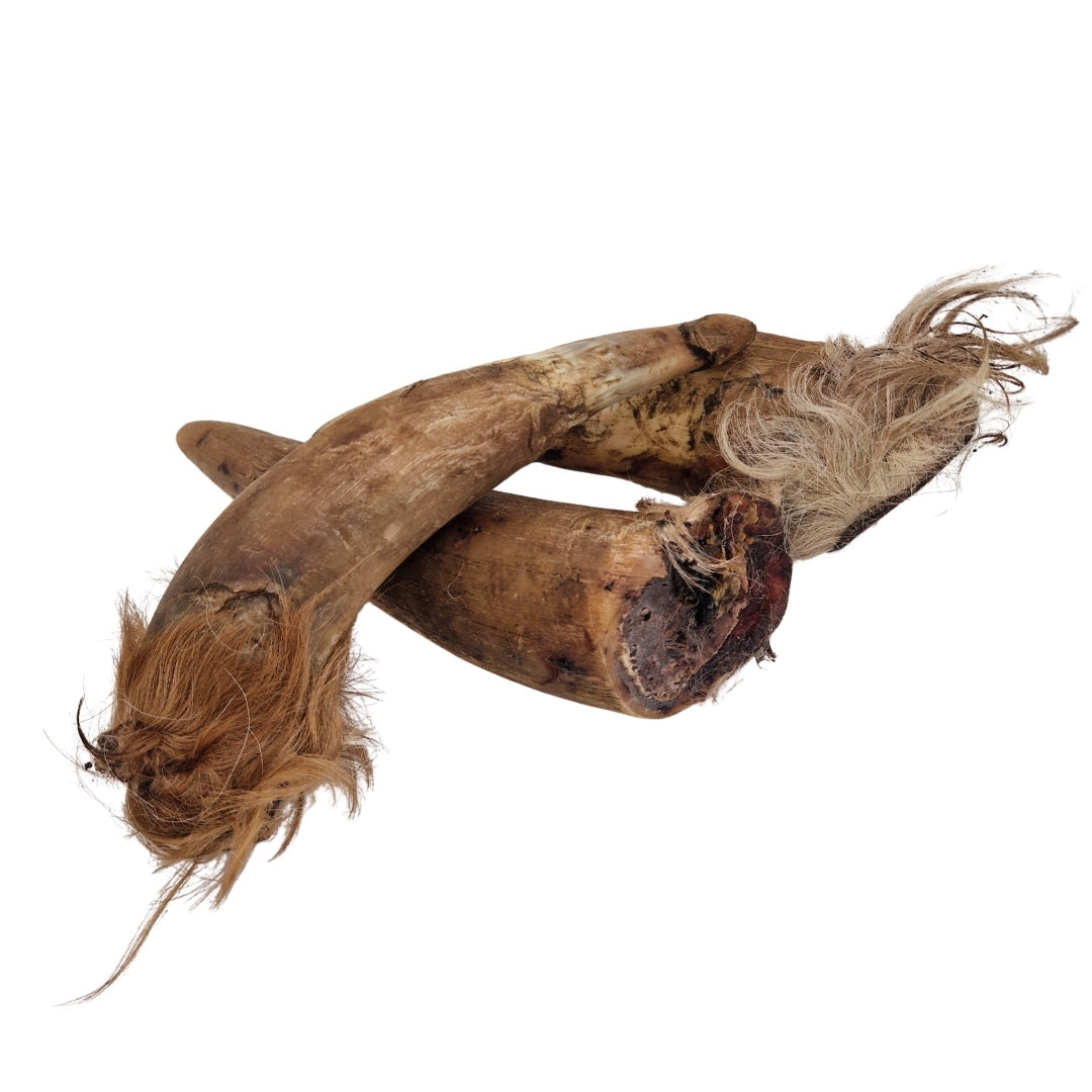 Swedish ox horn with fur