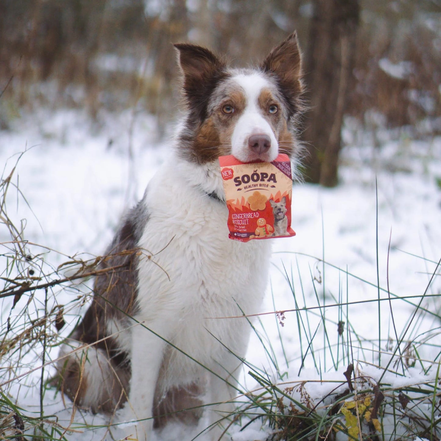 Dog Treats | Gingerbread Biscuit, Ginger and Cranberry (50g, 50 pieces)