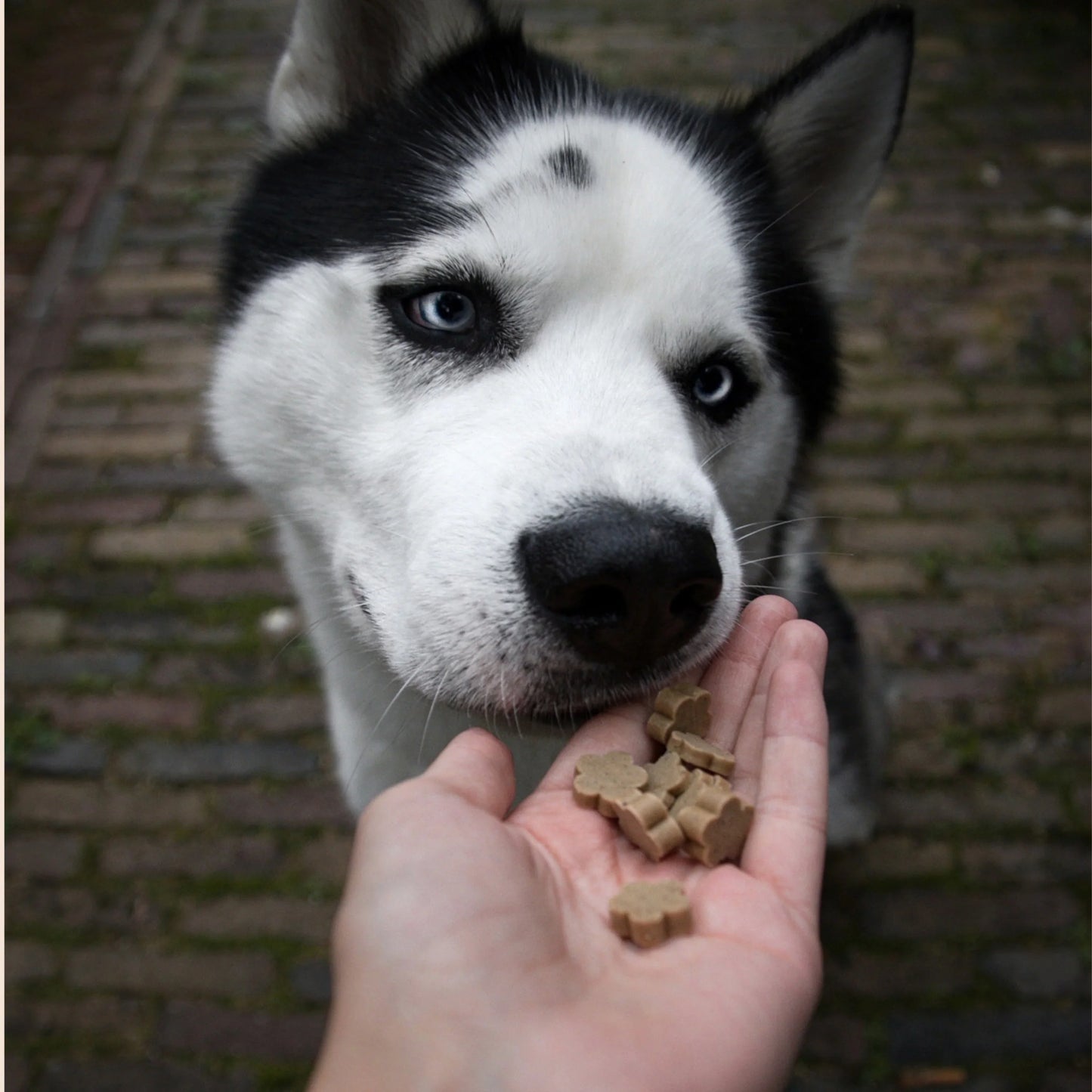 Dog treats | Cranberry and sweet potato (50g, 50 pieces)