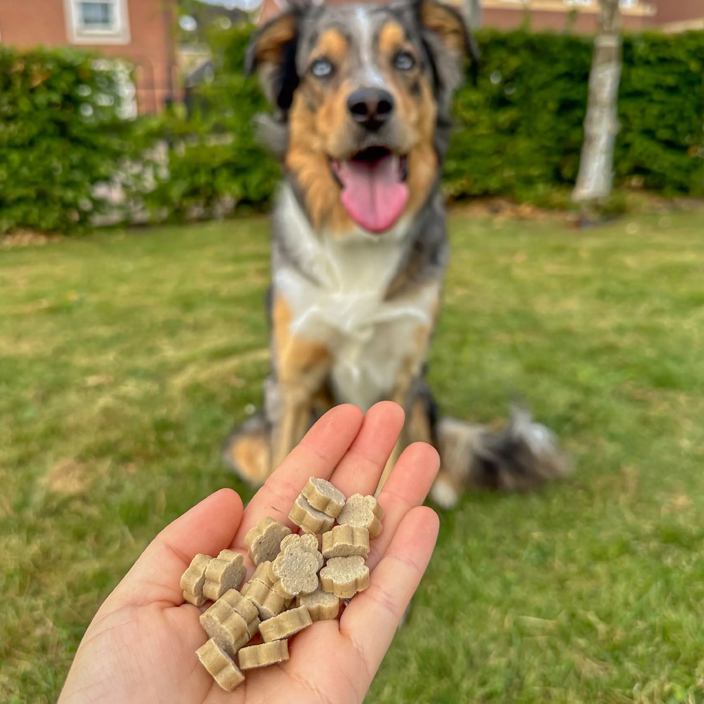 Dog Treats | Coconut & Chia Seeds (50g, 50 pieces)